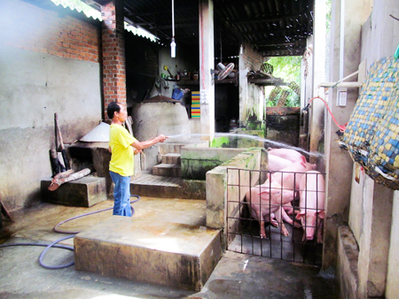 Một lò mổ tại thị xã Ninh Hòa
