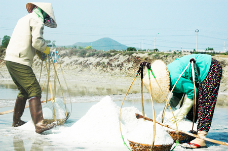 Thu hoạch muối tại Ninh Diêm