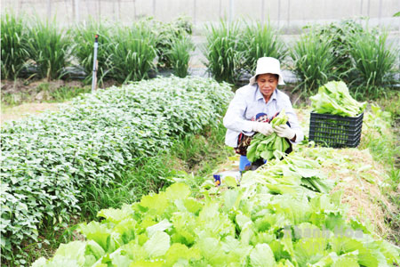 Thu hoạch rau VietGAP ở Ninh Đông