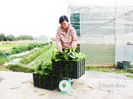 Rau VietGAP trồng trong nhà kính của bà Khánh cũng được bó như các loại rau thông thường
