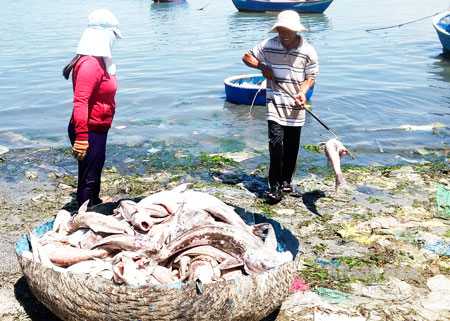 Người dân thu dọn xác cá bớp chết nổi trên vịnh Cam Ranh