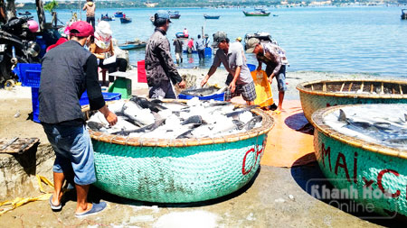 Cá bớp chết hàng loạt tại vùng nuôi phường Cam Phúc Nam