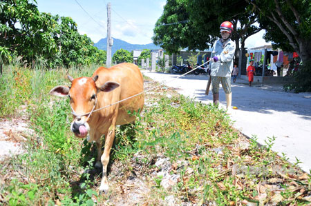 Đi làm thuê, mỗi lúc rảnh, chị Lê Thị Lệ Đào lại về nhà thả bò đi ăn cỏ