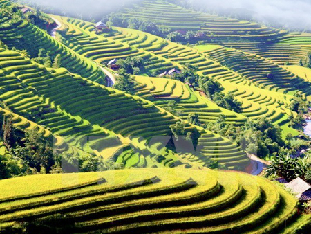 Terraced rice fields in Hoang Su Phi (Ha Giang Province)