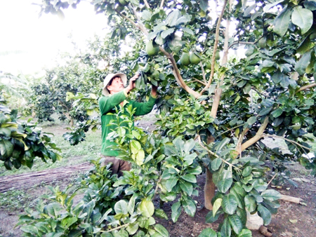 Ông Phan Điền đang chăm sóc vườn bưởi của gia đình