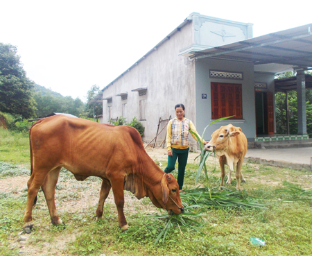 Chị Thanh chăm sóc bò bên căn nhà của gia đình mới hoàn thiện