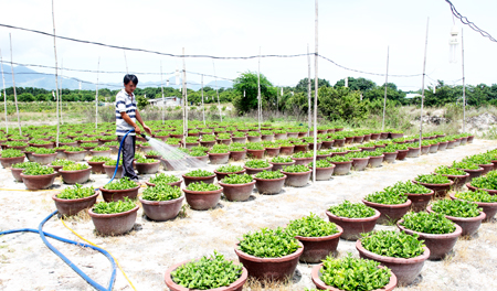 Thành viên Tổ hợp tác trồng hoa cúc thị trấn Cam Đức đang chăm sóc cúc