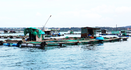 Một vùng nuôi cá bớp ở Cam Phúc Nam trở nên xơ xác