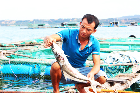 Người nuôi cá ở Cam Phúc Nam thẫn thờ nhìn cá chết