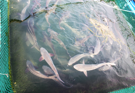 Hiện nay, cá bớp nuôi trên vịnh Cam Ranh vẫn có hiện tượng bỏ ăn