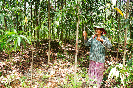 Acacia is currently first choice of forestry in Khanh Son District.