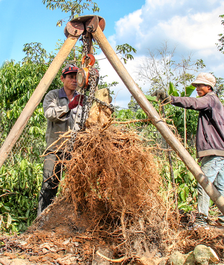 Nông dân ở huyện Khánh Sơn nhổ bỏ cây cà phê để chuyển qua trồng bưởi, tiêu  có giá trị kinh tế cao hơn