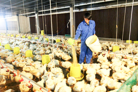 Chăm sóc gà nuôi trại lạnh tại Tổ hợp tác Phát Tài