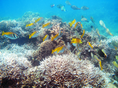 Sinh vật rạn san hô khu vực Hòn Mun, vịnh Nha Trang