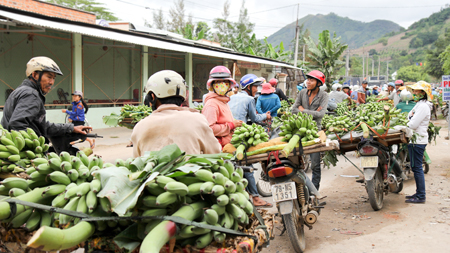 Chợ chuối ở xã Suối Cát được xem là chợ chuối Tết lớn nhất Nam Trung Bộ