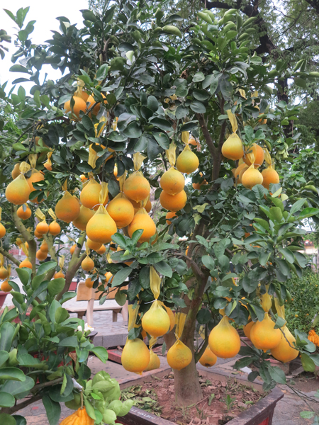 “Diễn” pomelo tree costs VND22 million. According to the seller, this tree is around ten years old.