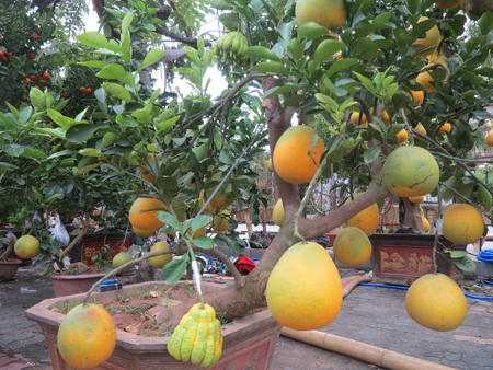 Pomelo tree onto which Buddha’s hand fruit grafted costs VND4 million. 