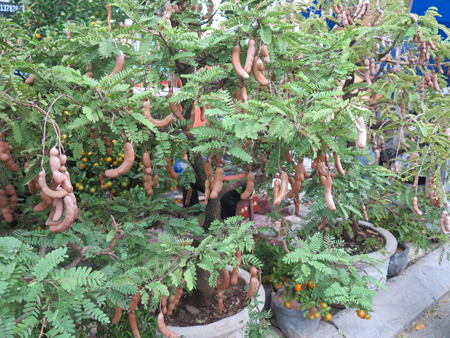 20-year-old tamarind tree from Tuy Hoa City is sold for VND7 million.
