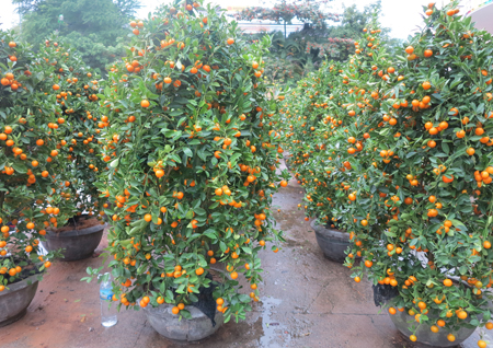 Kumquat trees represent fortune and prosperity.