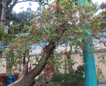Mulberry tree, 100 years old, is sold on Le Thanh Ton Street, Nha Trang City, costing VND50 million.