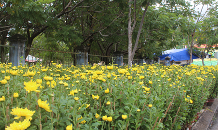 Hoa cúc được ưa chuộng ở Cam Ranh.