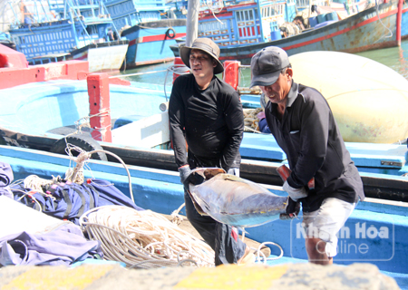 Cá ngừ đại dương được ngư dân đưa lên cảng cá Hòn Rớ cân bán sáng mùng 4 Tết