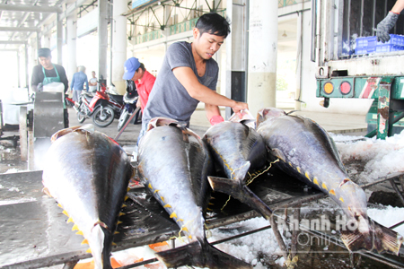 Các nậu vựa thu mua cá  trong dịp Tết tại Cảng cá Hòn Rớ