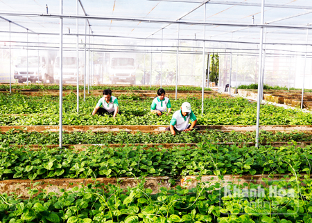Đầu tư nhà lưới là một  bước tiến dài trong hoạt động  trồng rau sạch của Hiệp Nông Phát