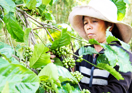 Một người dân ở huyện Khánh Sơn thu hoạch cà phê