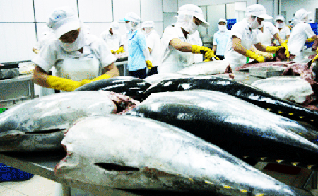 Theo số liệu thống kê của Tổng cục Hải quan, giá trị xuất khẩu cá ngừ trong tháng 2/2017 đạt hơn 36,6 triệu USD, tăng 53% so với cùng kỳ năm 2016