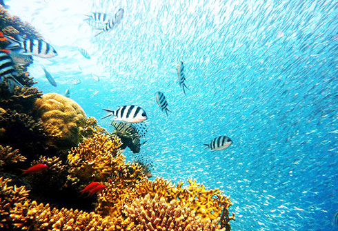  Các rạn san hô là thành phần cực kỳ quan trọng của hệ sinh thái biển