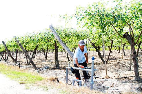 Vườn táo trồng theo tiêu chuẩn VietGAP của gia đình ông Hồ Văn Niệm