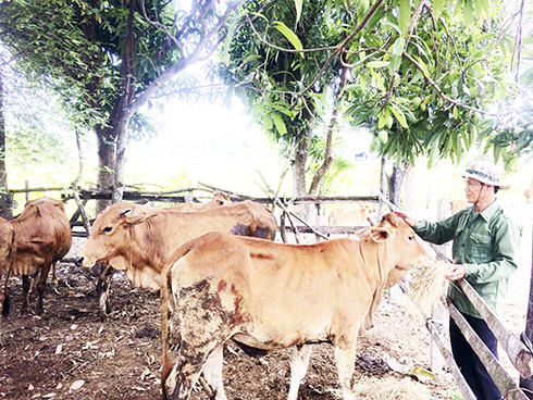 Cựu chiến binh Dương Văn Khải chăm sóc đàn bò của gia đình
