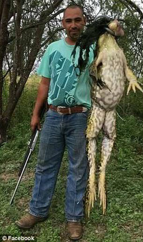 "Quái vật ếch" mà thợ săn người Mỹ Marcuz Rangel bắt được. Ảnh: facebook.
