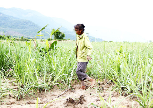 Người trồng mía ở Ninh Tây và Ninh Sim thường xuyên đối mặt với tình trạng thiếu nước sản xuất