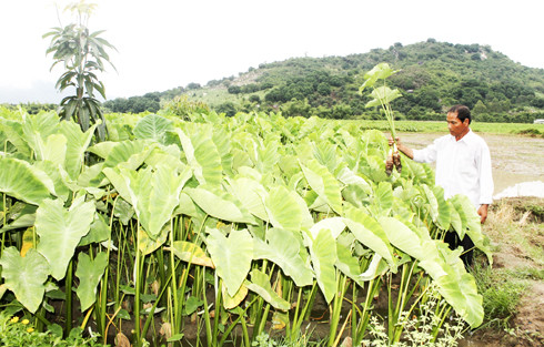 Trồng khoai sáp ở xã Cam Hòa