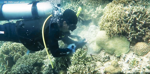 Hình ảnh một hướng dẫn viên lặn biển đang đục đẽo rạn san hô Hòn Mun. (Ảnh chụp lại từ clip)  