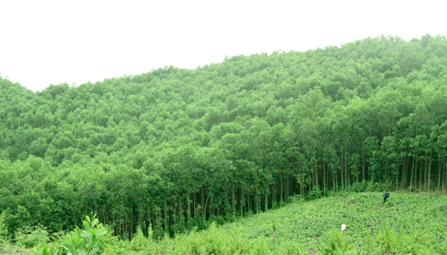 Rừng Khánh Vĩnh có nhiều tiềm năng phát triển dịch vụ kinh doanh tín dụng carbon.