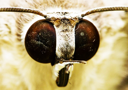  Mắt sâu bướm