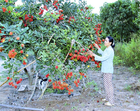 Thành lập hợp tác xã trồng cây ăn quả đang là định hướng phát triển của ngành nông nghiệp các địa phương