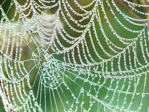  Tơ nhện mạnh mẽ hơn thép và cứng hơn cả Kevlar, nhưng chế tạo thành công trên quy mô lớn nó trong phòng thí nghiệm vẫn đang là nỗi ám ảnh với các nhà khoa học trong hàng thập kỉ nay