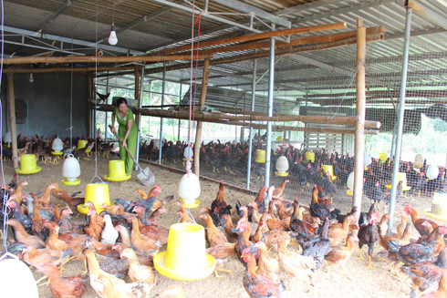 Mô hình nuôi gà trên đệm lót sinh học của gia đình ông Nguyễn Công An