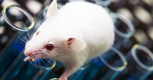  Chuột bạch được đem ra làm thí nghiệm về bệnh Alzheimer