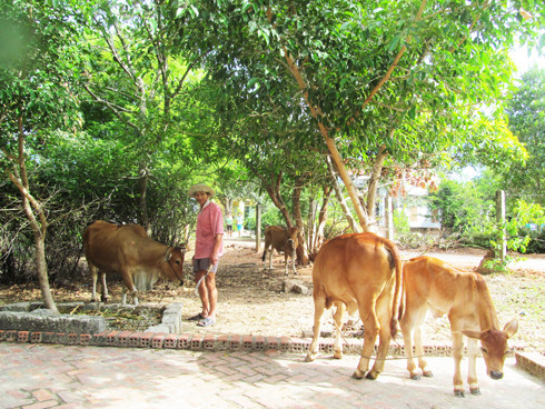 Nuôi bò sinh sản tại xã Diên Phước, huyện Diên Khánh