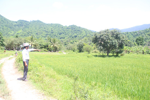 Một khu vực trồng lúa nước của người dân xã Vạn Phú nằm trong quy hoạch rừng phòng hộ