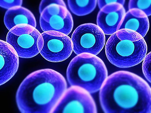 Thiết bị chứa tế bào gốc sẽ phát triển thành tế bào tụy, giúp giải phóng insulin bất cứ khi nào cần