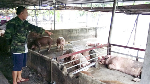 Trại nuôi của ông Cáp Quang Chấn đã chết 121 con heo và chưa có dấu hiệu dừng lại