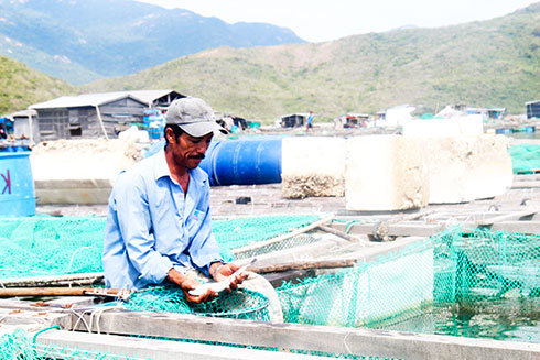 Đàn cá bớp nuôi của gia đình ông Phan Tấn Tý đã chết hơn 50%