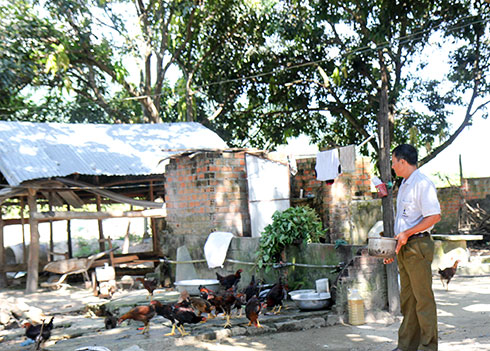 Ông Nguyễn Văn Nguyện chăm sóc đàn gà thả vườn