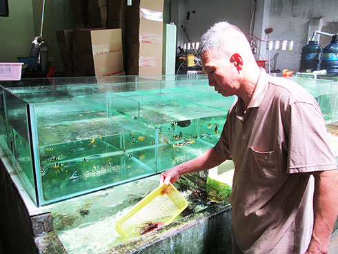 Kinh doanh cá cảnh biển tại TP. Nha Trang